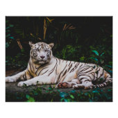 タイガー ポスター (正面)