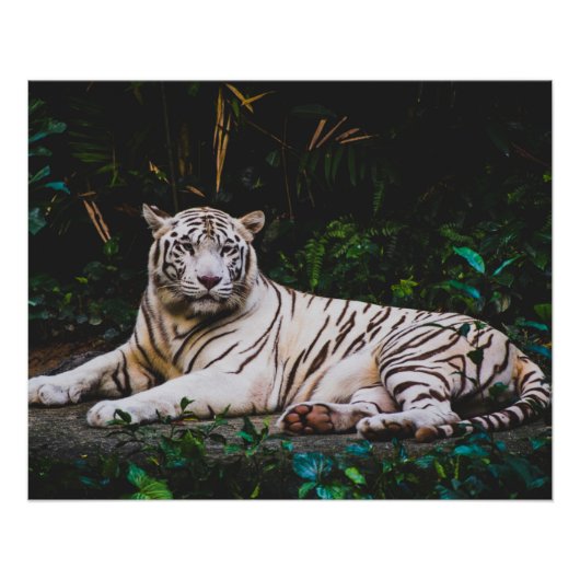 タイガー ポスター (正面)