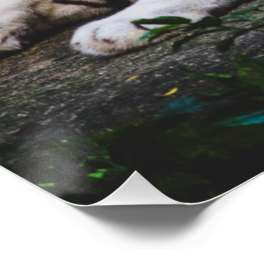 タイガー ポスター (コーナー)