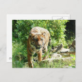 タイガー ポストカード (正面/裏面)