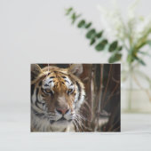 タイガー ポストカード (スタンド正面)
