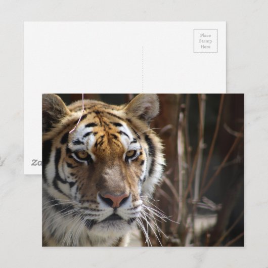 タイガー ポストカード (正面/裏面)