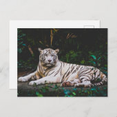 タイガー ポストカード (正面/裏面)