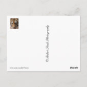 タイガー ポストカード (裏面)