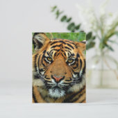 タイガー ポストカード (スタンド正面)