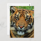 タイガー ポストカード (正面/裏面)