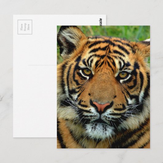 タイガー ポストカード (正面/裏面)