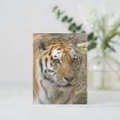 タイガー ポストカード (スタンド正面)