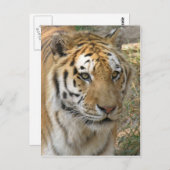 タイガー ポストカード (正面/裏面)