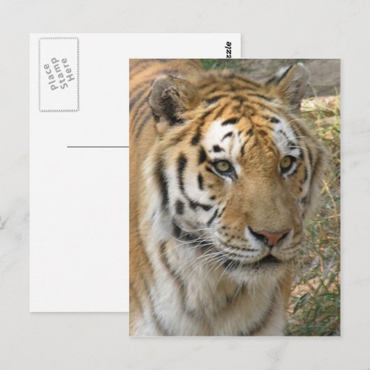 タイガー ポストカード (正面/裏面)