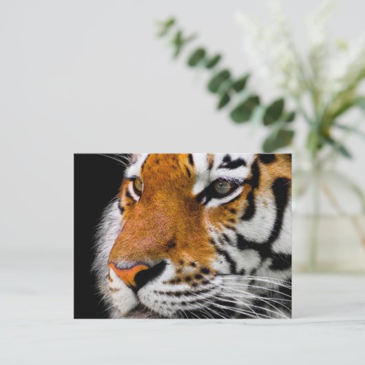 タイガー ポストカード (スタンド正面)