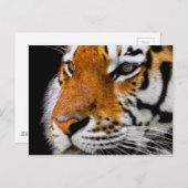 タイガー ポストカード (正面/裏面)
