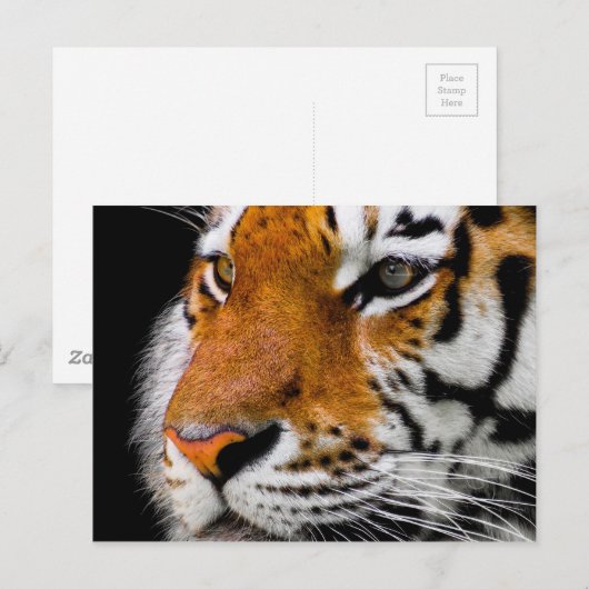 タイガー ポストカード (正面/裏面)