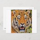 タイガー ポストカード (正面/裏面)