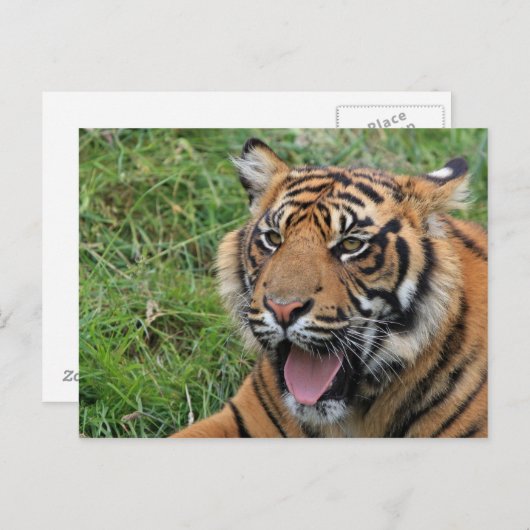 タイガー ポストカード (正面/裏面)