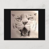 タイガー ポストカード (正面)