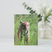 タイガー ポストカード (スタンド正面)