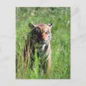 タイガー ポストカード (正面)