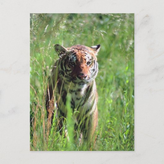 タイガー ポストカード (正面)