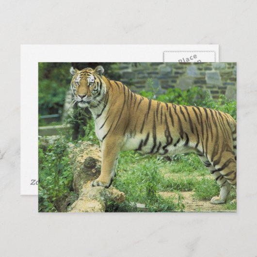 タイガー ポストカード (正面/裏面)