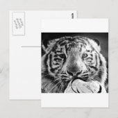 タイガー ポストカード (正面/裏面)