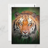 タイガー ポストカード (正面/裏面)