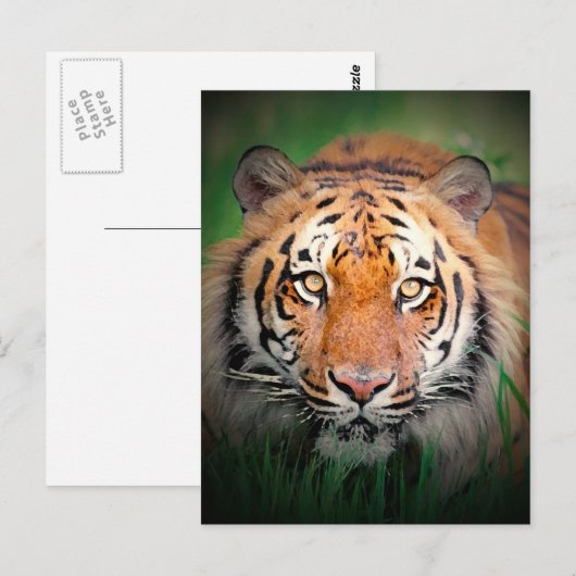 タイガー ポストカード (正面/裏面)