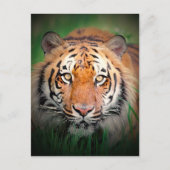 タイガー ポストカード (正面)