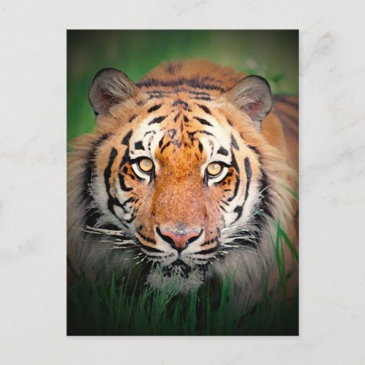 タイガー ポストカード (正面)
