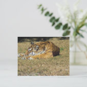 タイガー ポストカード (スタンド正面)