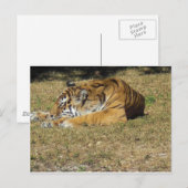 タイガー ポストカード (正面/裏面)