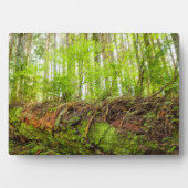 タイガー マウンテン | ワシントン州イッサクア フォトプラーク (正面)