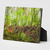 タイガー マウンテン | ワシントン州イッサクア フォトプラーク (側面)