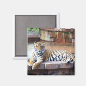 タイガー マグネット (正面/裏面)