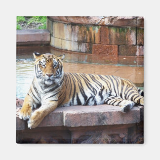 タイガー マグネット