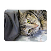 タイガー マグネット (横)