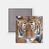 タイガー – マグネット (正面/裏面)