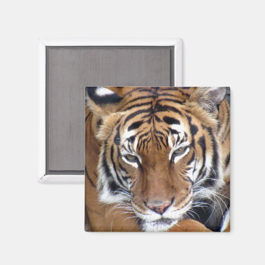 タイガー – マグネット (正面/裏面)