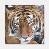 タイガー – マグネット (正面)