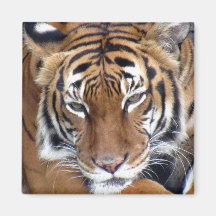 タイガー – マグネット