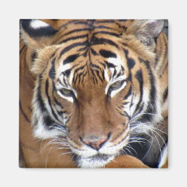 タイガー – マグネット