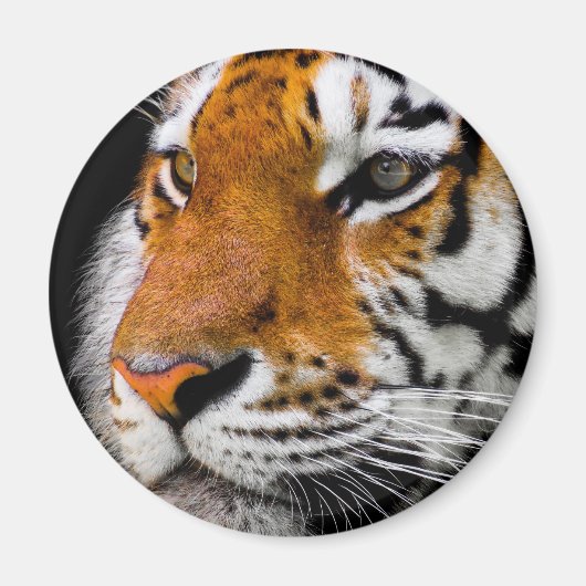 タイガー マグネット (正面)