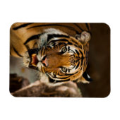 タイガー マグネット (横)