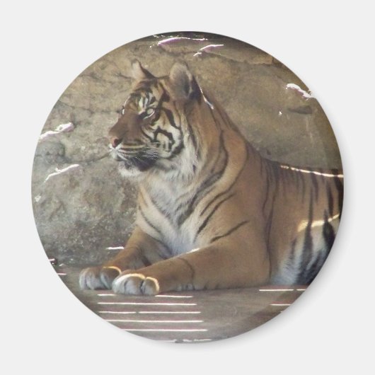 タイガー マグネット (正面)