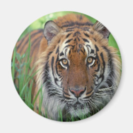 タイガー マグネット