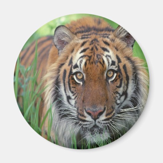 タイガー マグネット (正面)