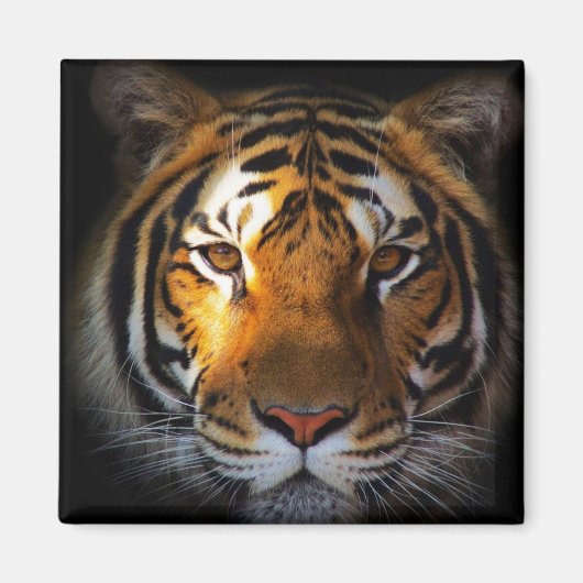 タイガー マグネット (正面)