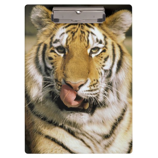 タイガー・ミシガン動物園 クリップボード (正面)
