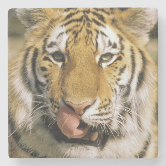 タイガー・ミシガン動物園 ストーンコースター (正面)