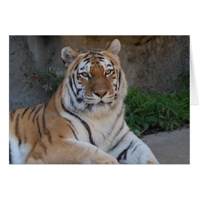 タイガー・ラブ (正面横)